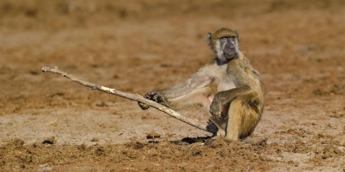 Най-смешните снимки на животни - маймуна с пръчка