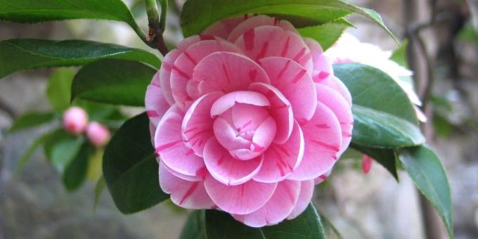 Неизискващ стайни растения: Японска Camellia