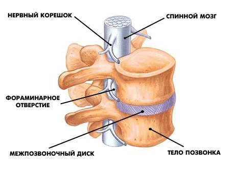 Как да се увеличи растеж след 25 години: структурата на гръбначния стълб