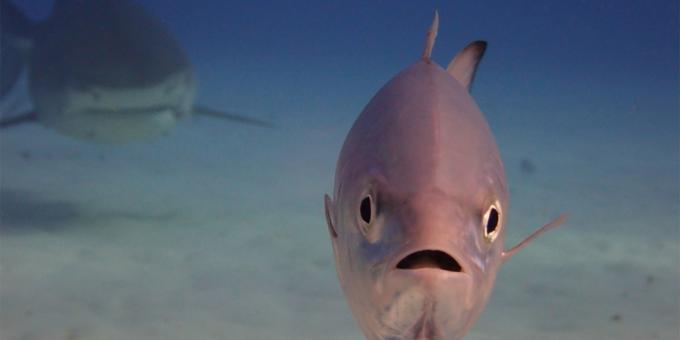 Най-смешните снимки на животни - риби