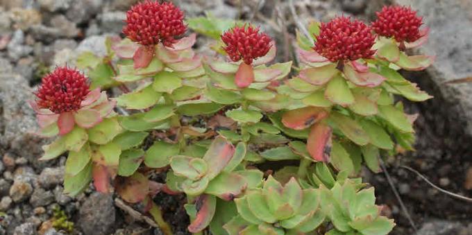 Популярни адаптогени: Rhodiola Rosea