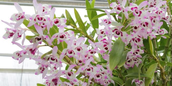 Как да се грижим за орхидеи Dendrobium