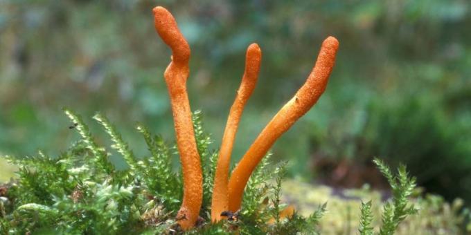 Популярни адаптогени: Cordyceps