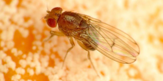 Как да се отървем от комари в цветовете на стаите: Drosophila