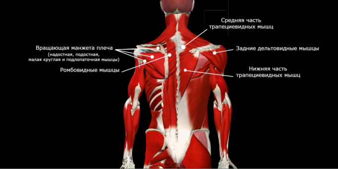 Поза корекция: мускулна слабост