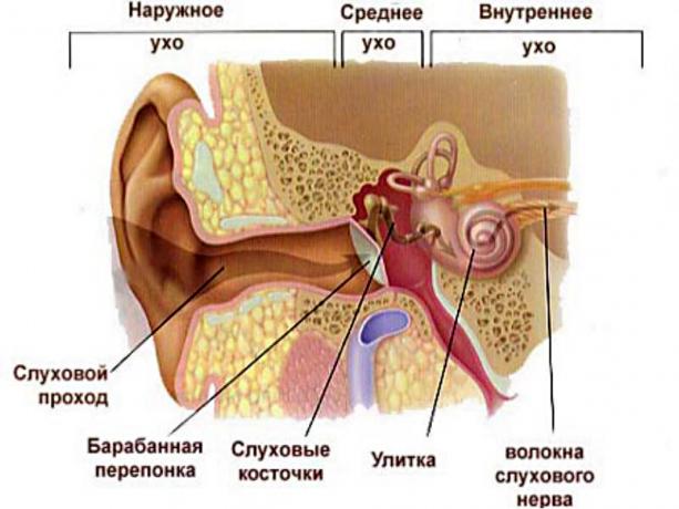 структура на ухото