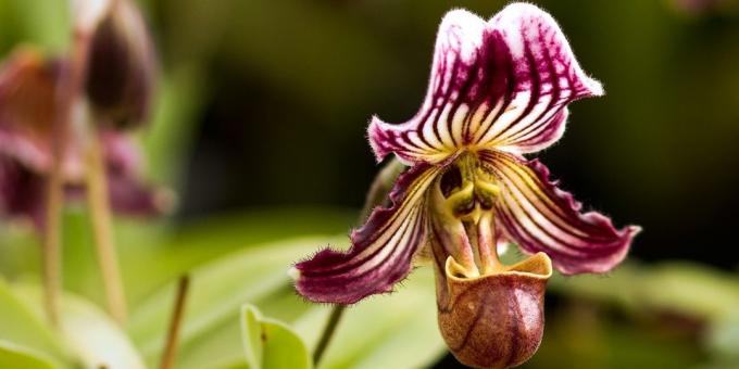 Как да се грижим за орхидеи Pafiopedilum