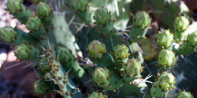 Как да се грижим за кактуси: кактуси пъпки изгонени
