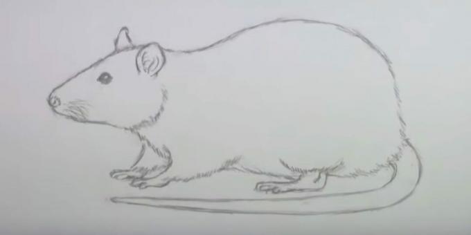Как да нарисувате мишка: изтрийте скици