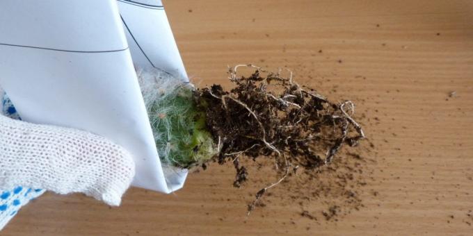Как да се грижим за кактуси коренова система