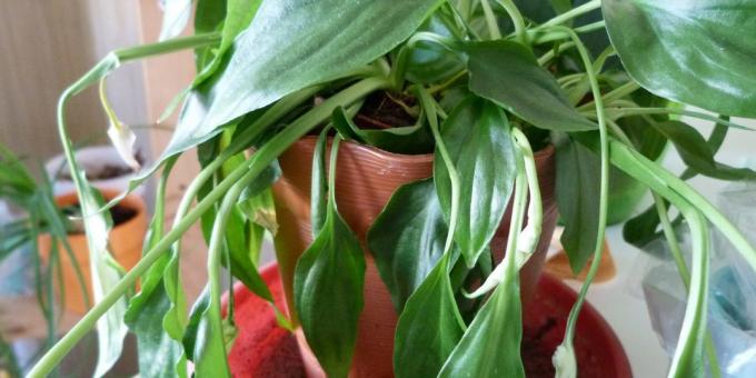 Грижа Spathiphyllum у дома: Как да се отнасяме Spathiphyllum, ако листата куцат, и паднаха