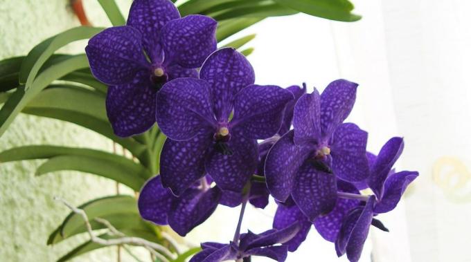 Как да се грижим за орхидеи Ванда