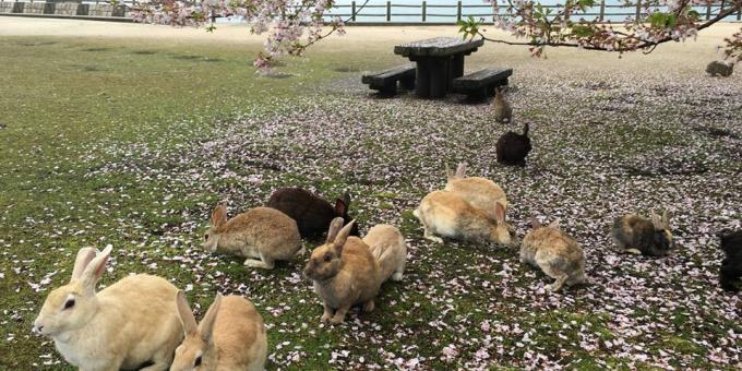 остров Ōkunoshima