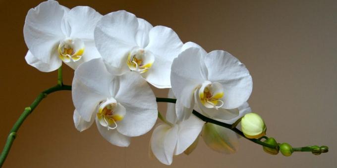 Как да се грижим за орхидеи Phalaenopsis