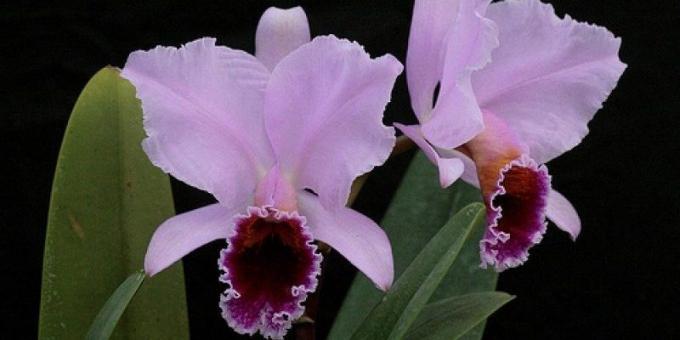 Как да се грижим за орхидеи