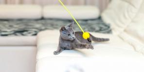 Руска синя котка: описание, същност и правила за грижи