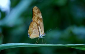 Колко е красиво да снимам пеперуда: 8 съвета